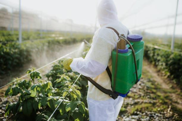 Wasp Removal Services in Midtown, TN